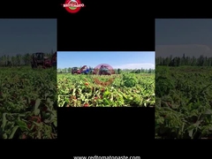 فرآیند تولید خمیر گوجه فرنگی درام سینجیانگ: از برداشت تا کنسروسازی